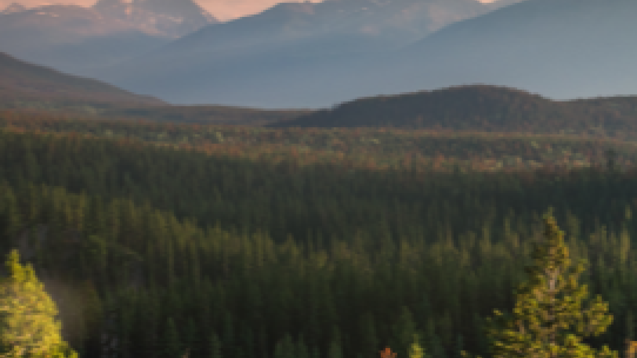 aerial view of a forested area with mountains in the distance.