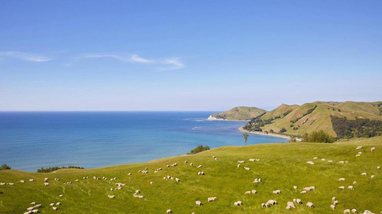 new zealand sheep farm along coast with ocean view and hills
