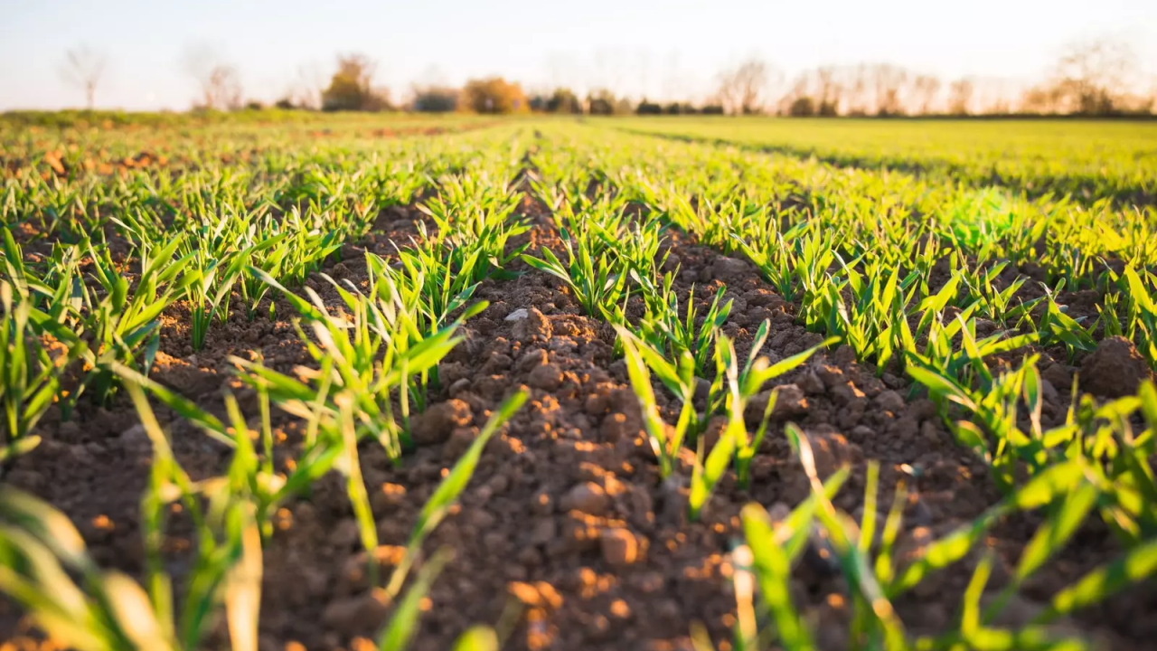 corn crop starting to grow in field