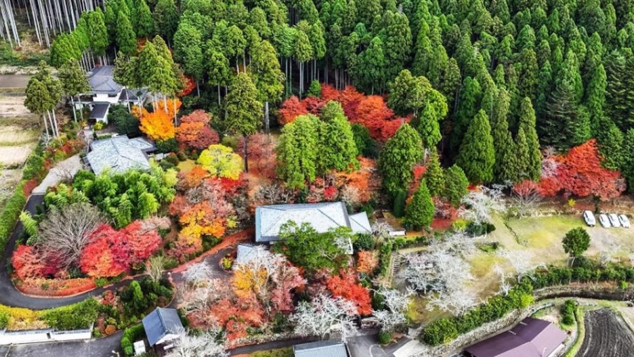 birds eye view of garden