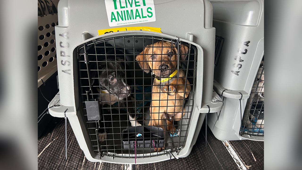 dogs in carrier