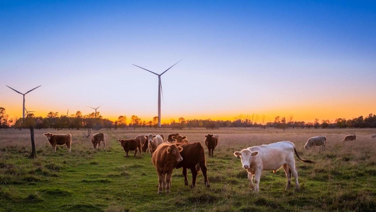 Cows walk among wind turbines