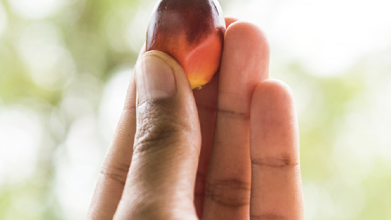 person holding a seed