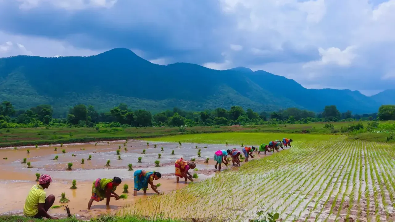 Farmers pick crops by hand