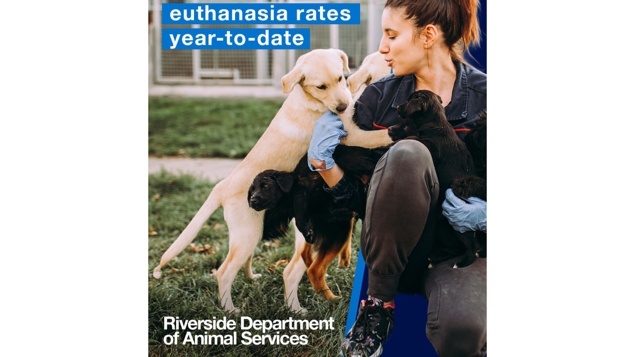 "63% reduction in parvo-related euthanasia rates year-to-date"