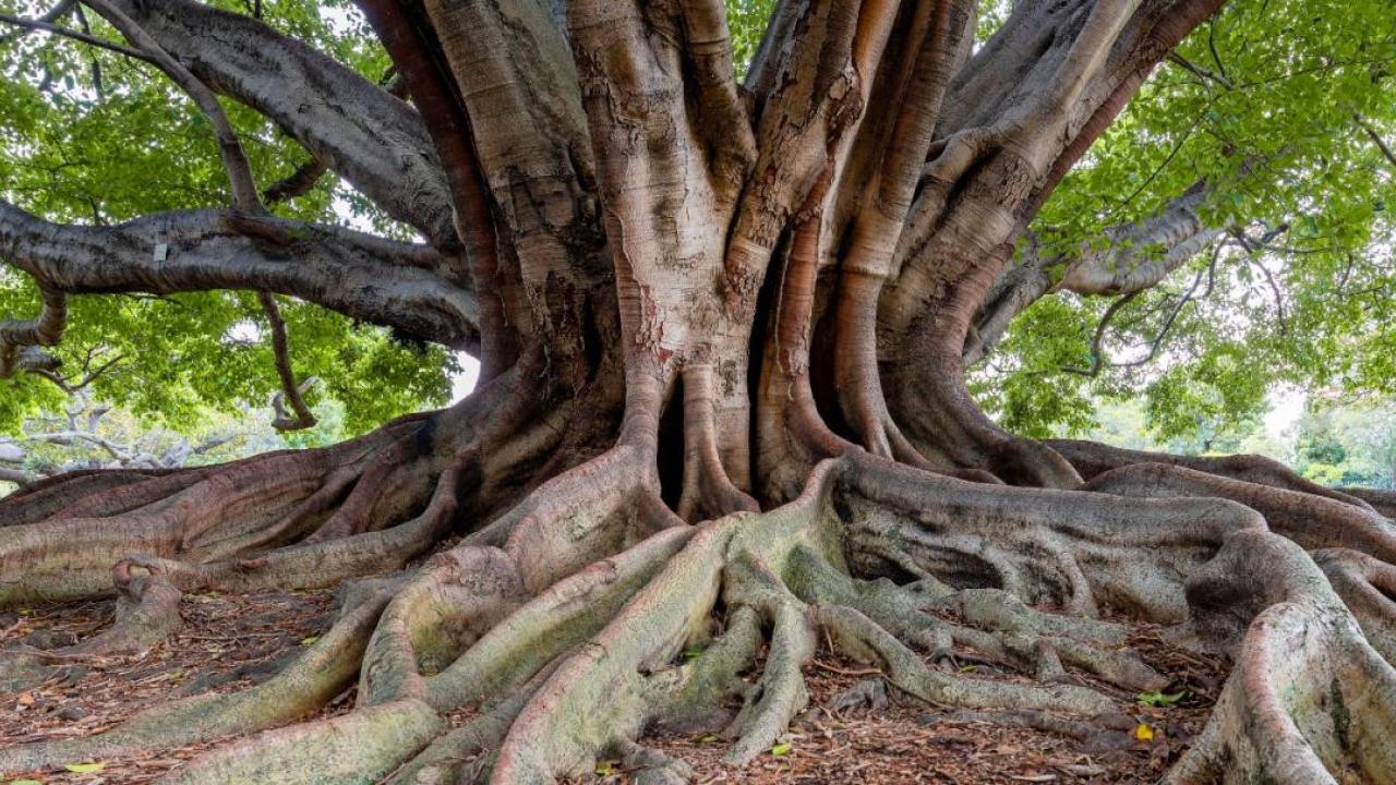 Giant tree with exposed roots