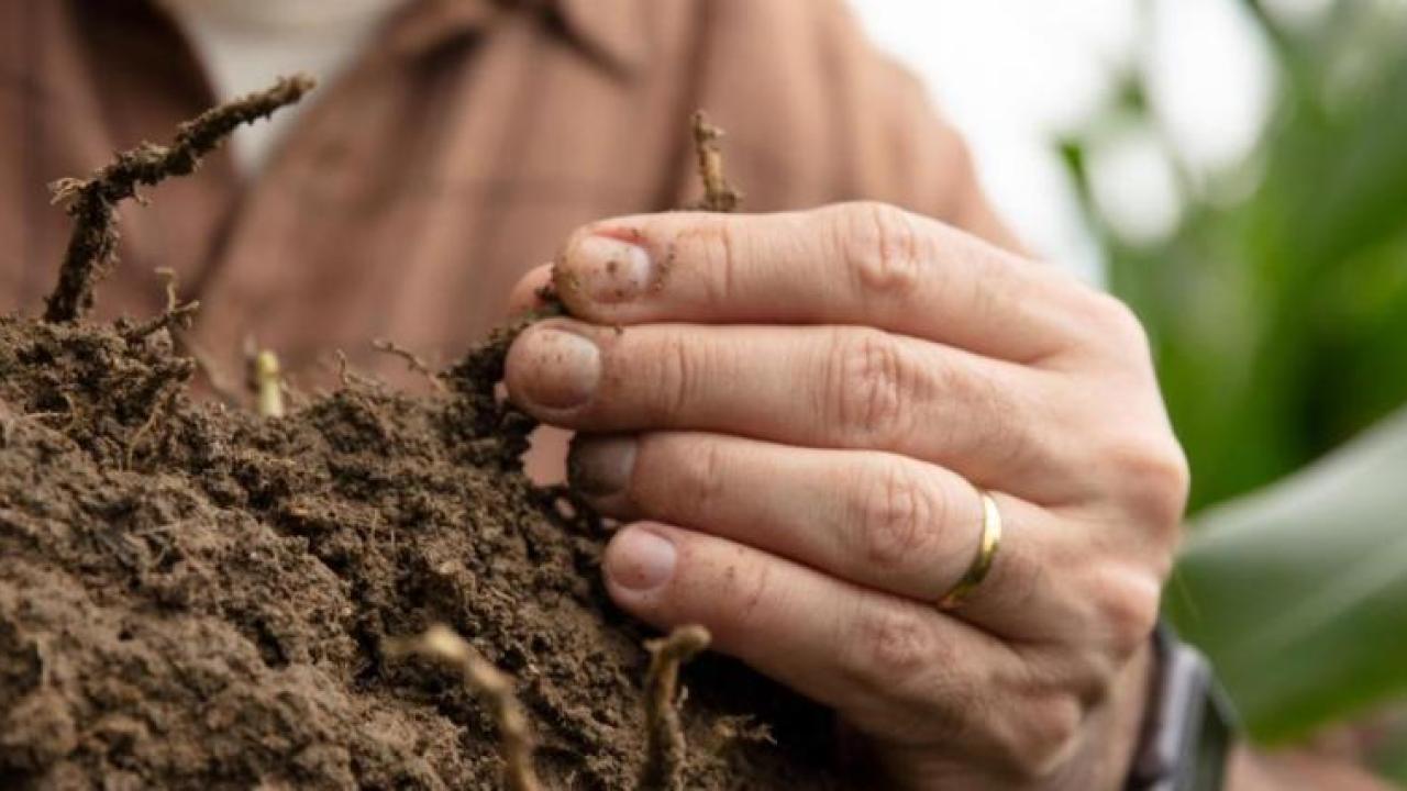 farmer examining roots in a mound of dirt