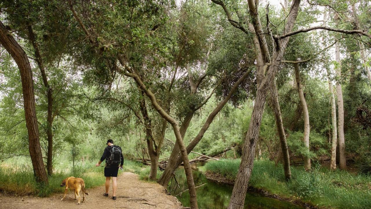 A person and a dog on a leash walking in a forested setting.