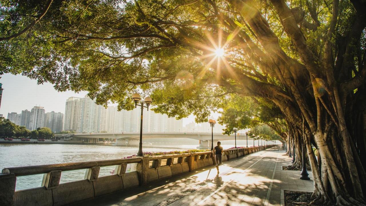 River with trees