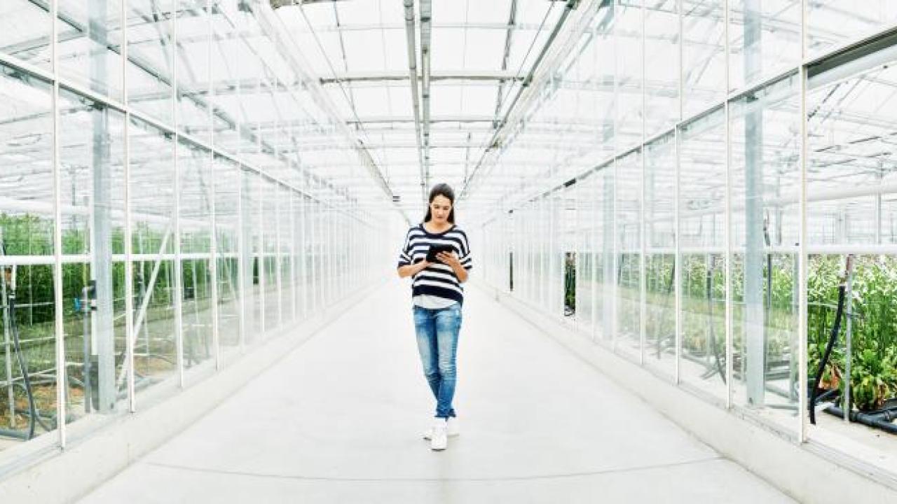 A person looking at an electronic device walking down a pathway in a bright greenhouse.