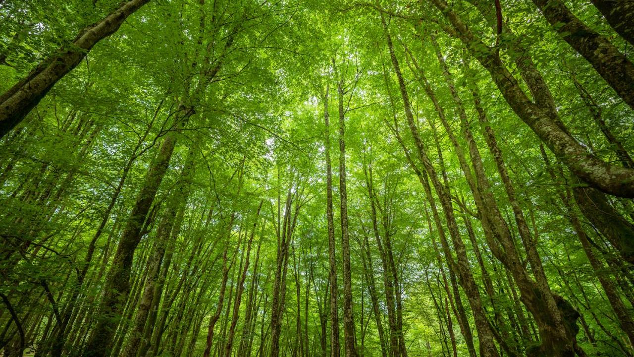 Green tall trees 