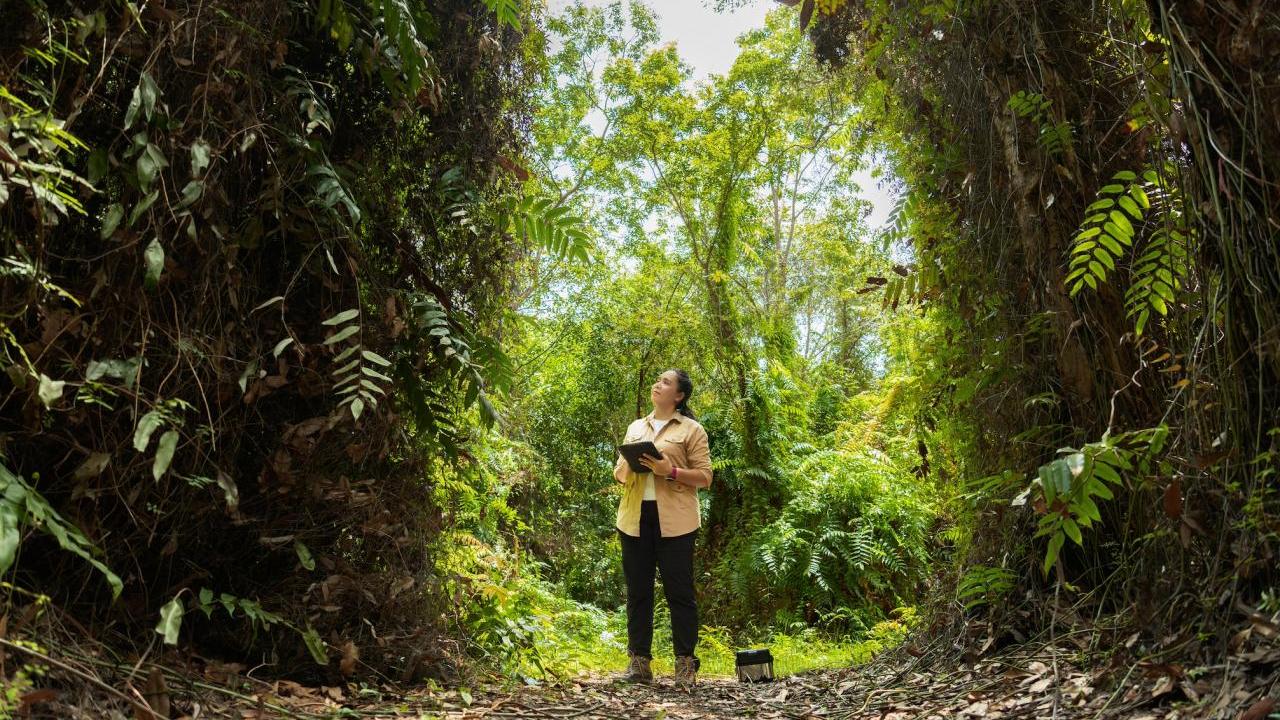 person in the forest