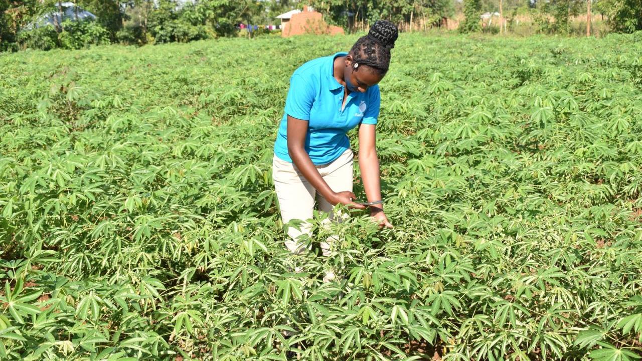 A person inspecting a plant in a field of crops.
