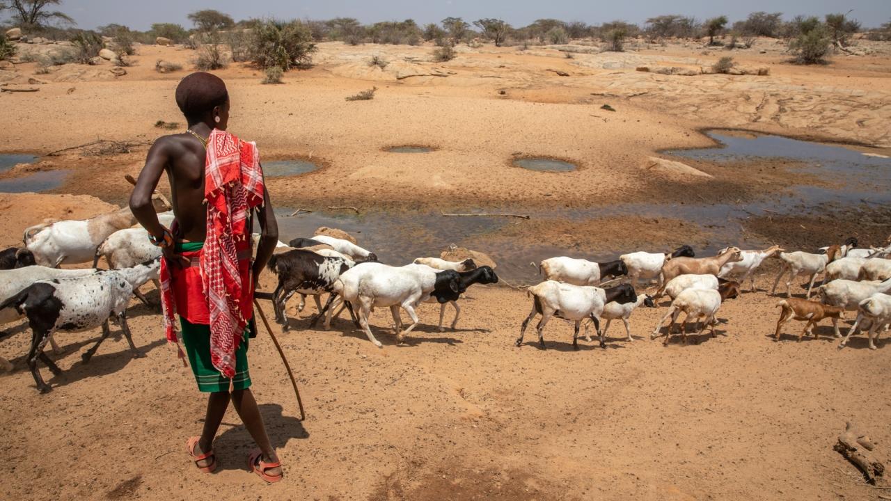 Person with goats in desert