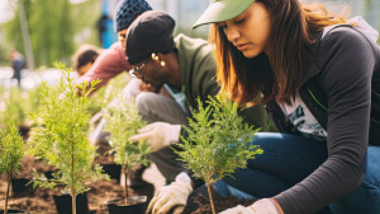 People planting saplings