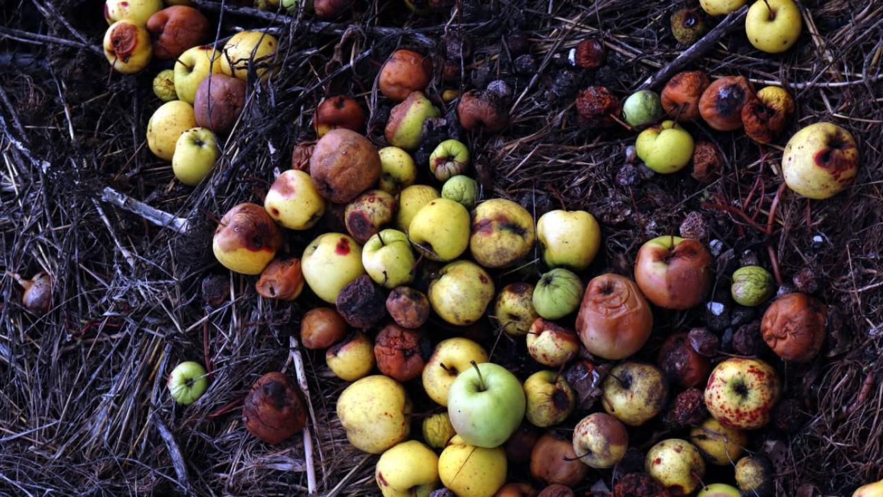A pile of rotting apples on dark soil