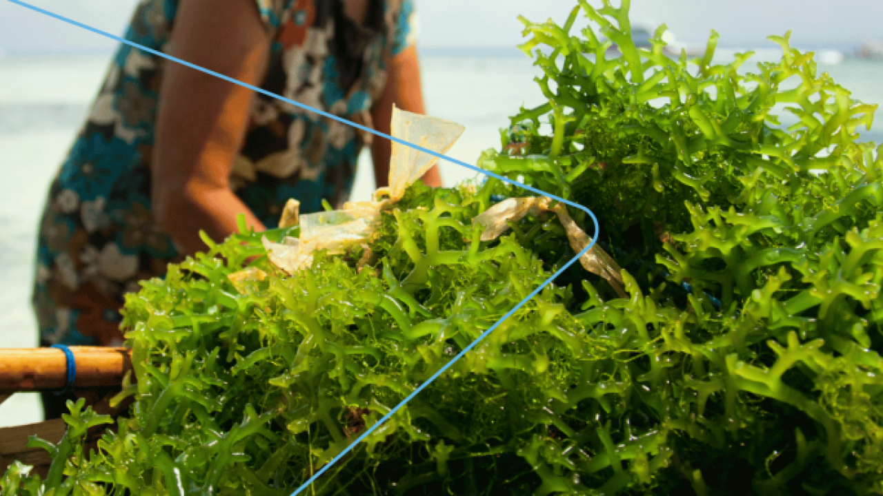 A person behind a basket of seaweed in open water.