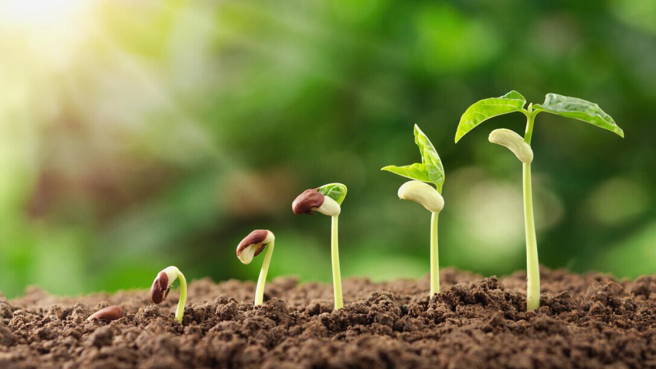 a seedling at five different stages of growth out of the soil.