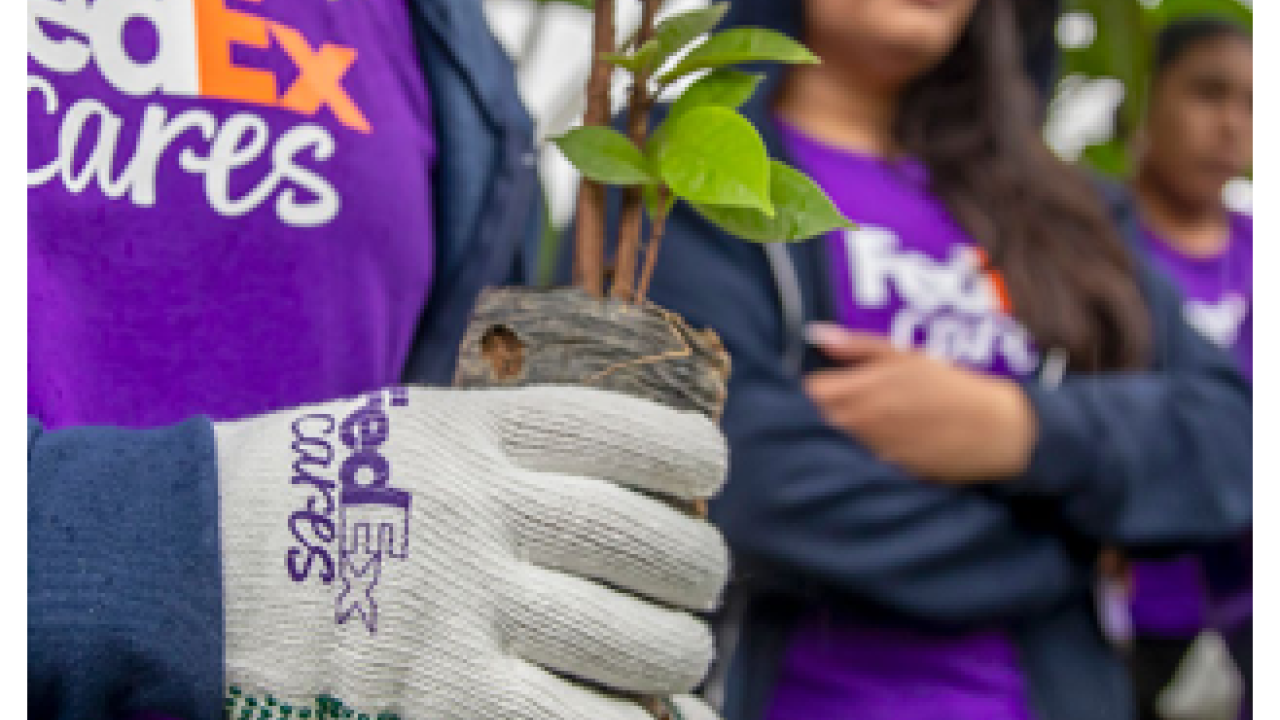 Close up of a volunteer holding a plant.