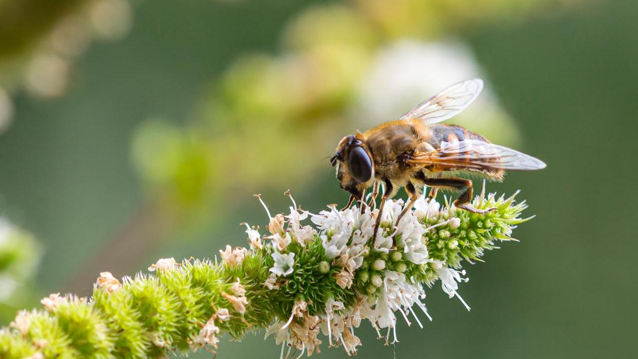 bee on a flower