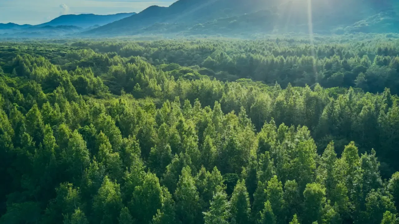 Aerial view of a lush green forest with sunlight streaming over distant mountains.