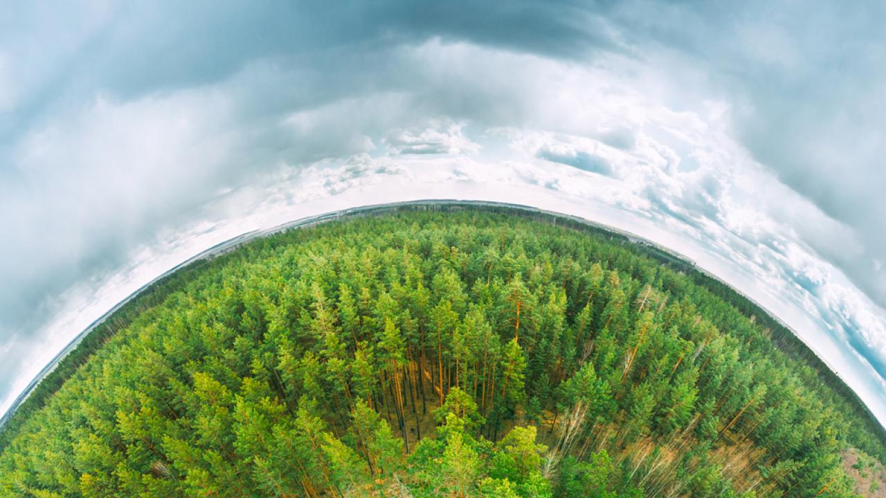 Trees