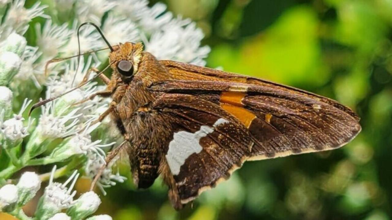 Moth