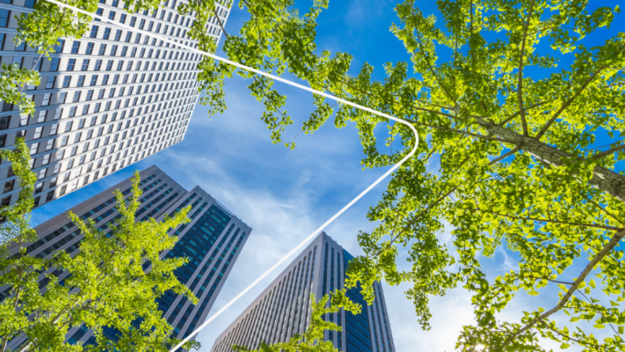 ground up view of trees and skyscrapers behind them. A blue sky above.