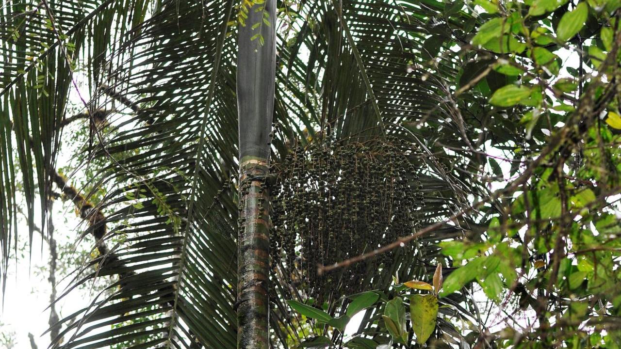 The Juçara Palm mother tree