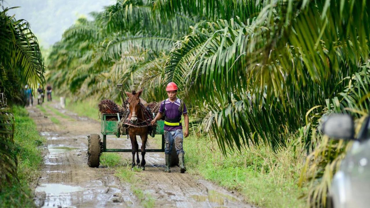 A person walking alongside a horse pulling a cart down a wet muddy road lined with trees.