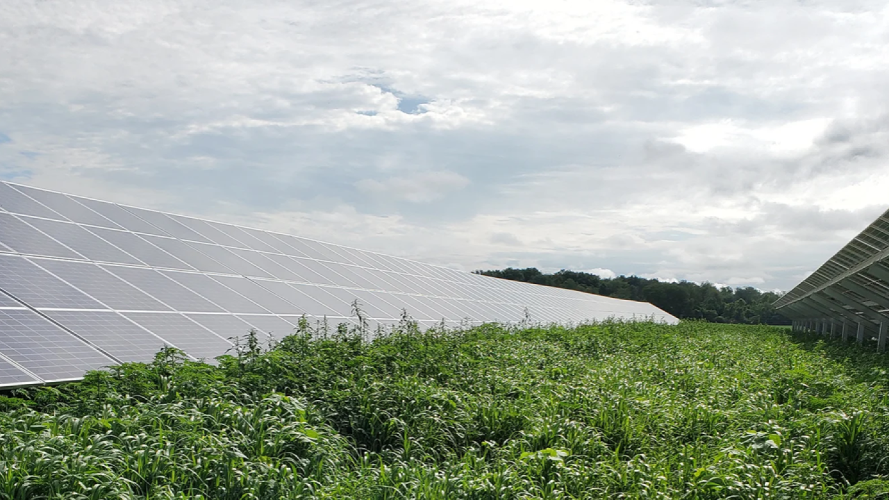 solar panels in a field