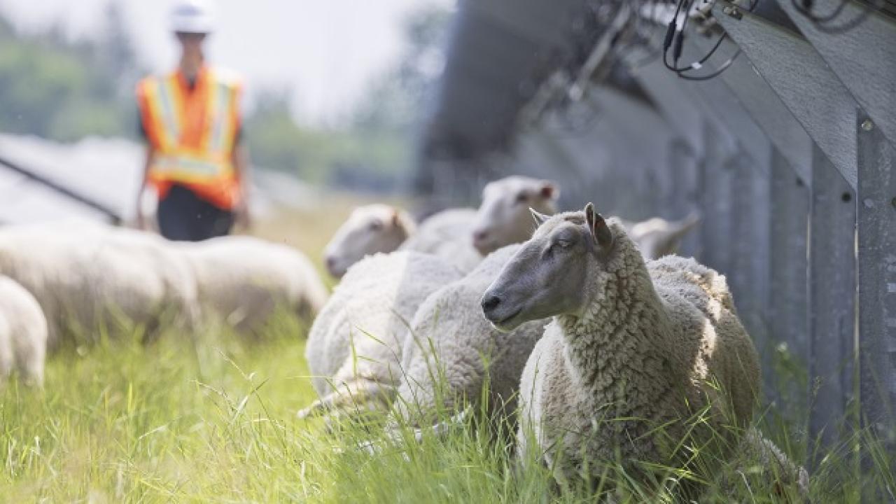 Sheep grazing on tall grass in between rows of solar panels.