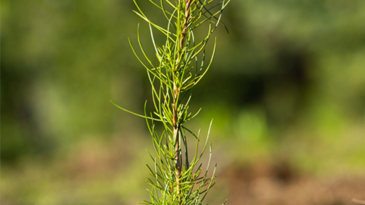 Close up of a tree sprout in the ground.