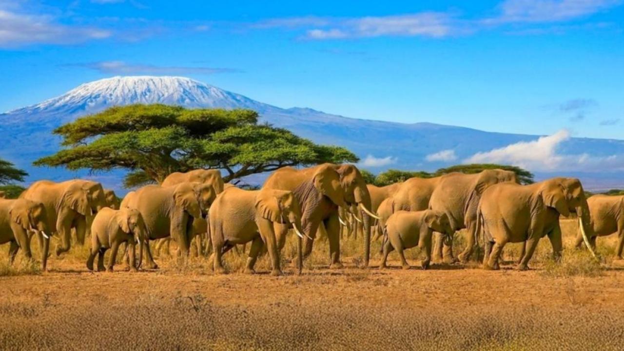 group of elephants walking across a plain
