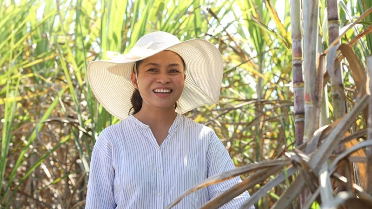 A person in a large brim hat standing in a sugar cane field