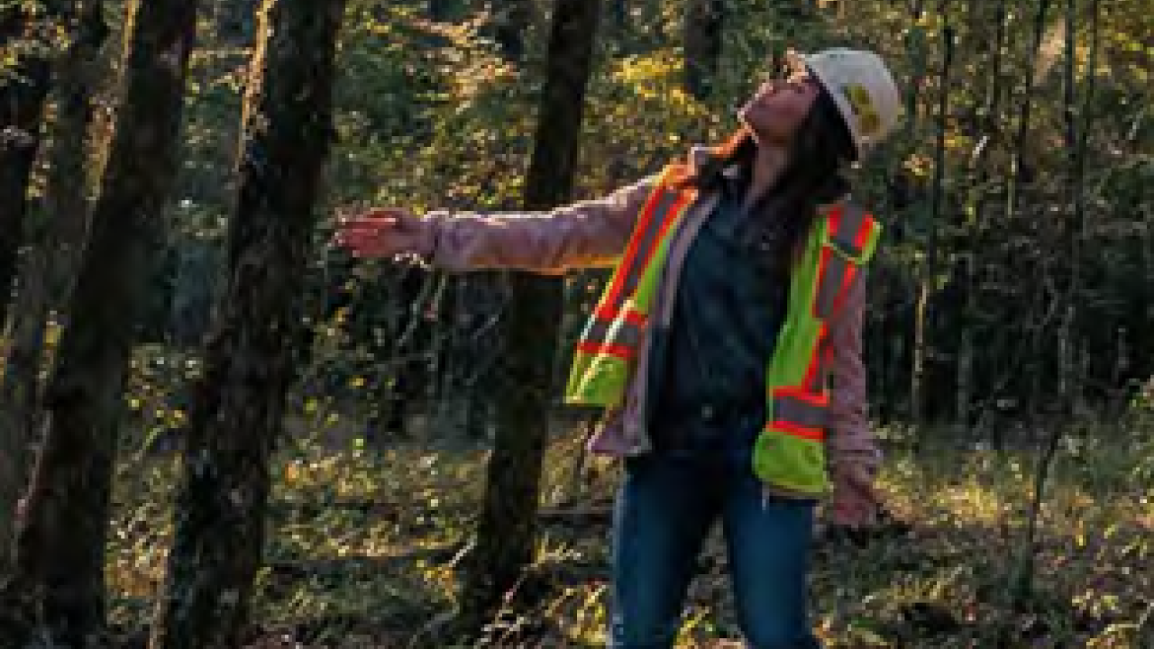 A person in hard hat and high-vis vest reaches out towards a tree and looks up to the top. In a forested area.