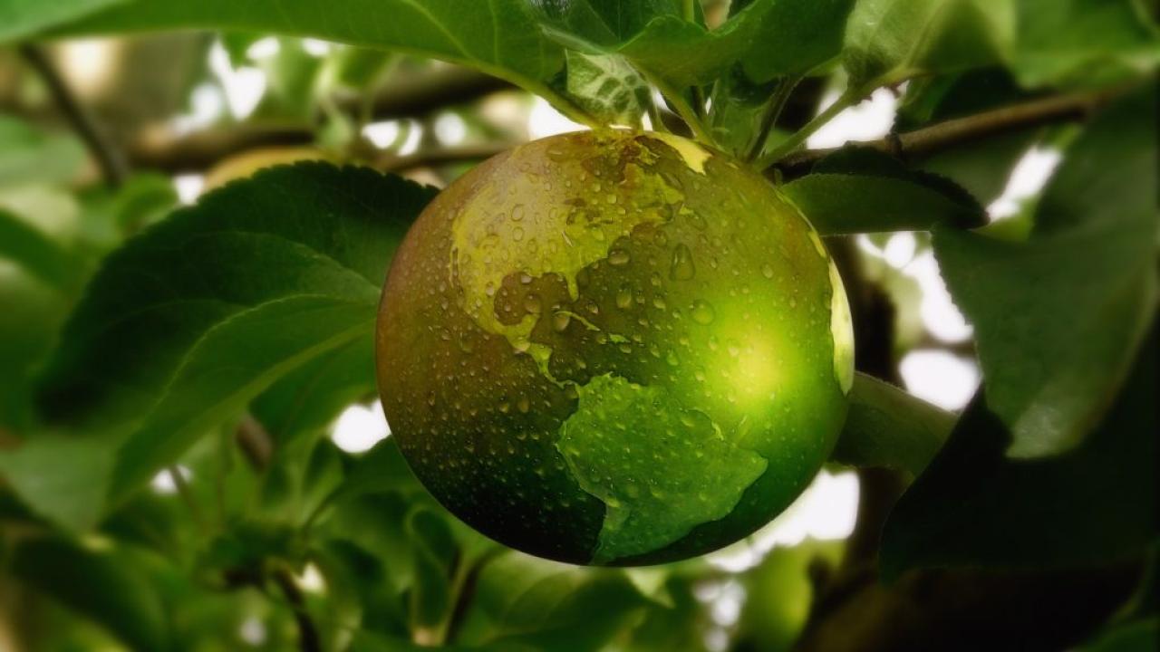 Image of a "green" world hanging from a tree 