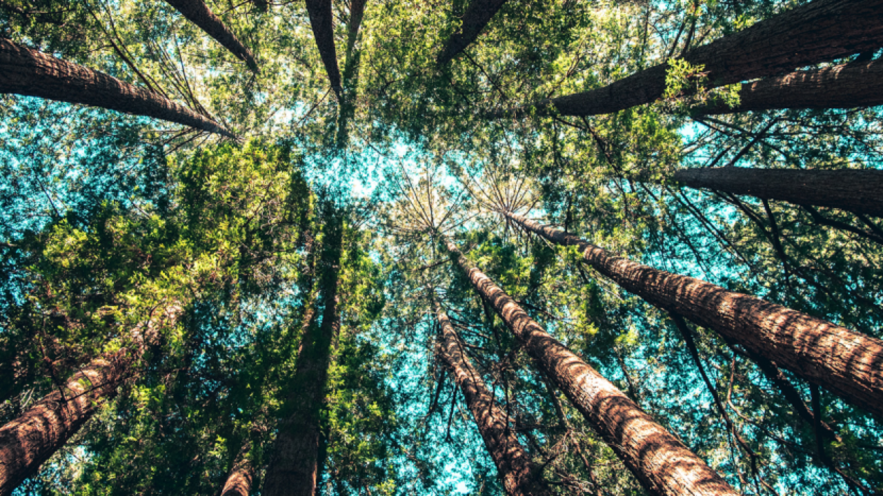 trees