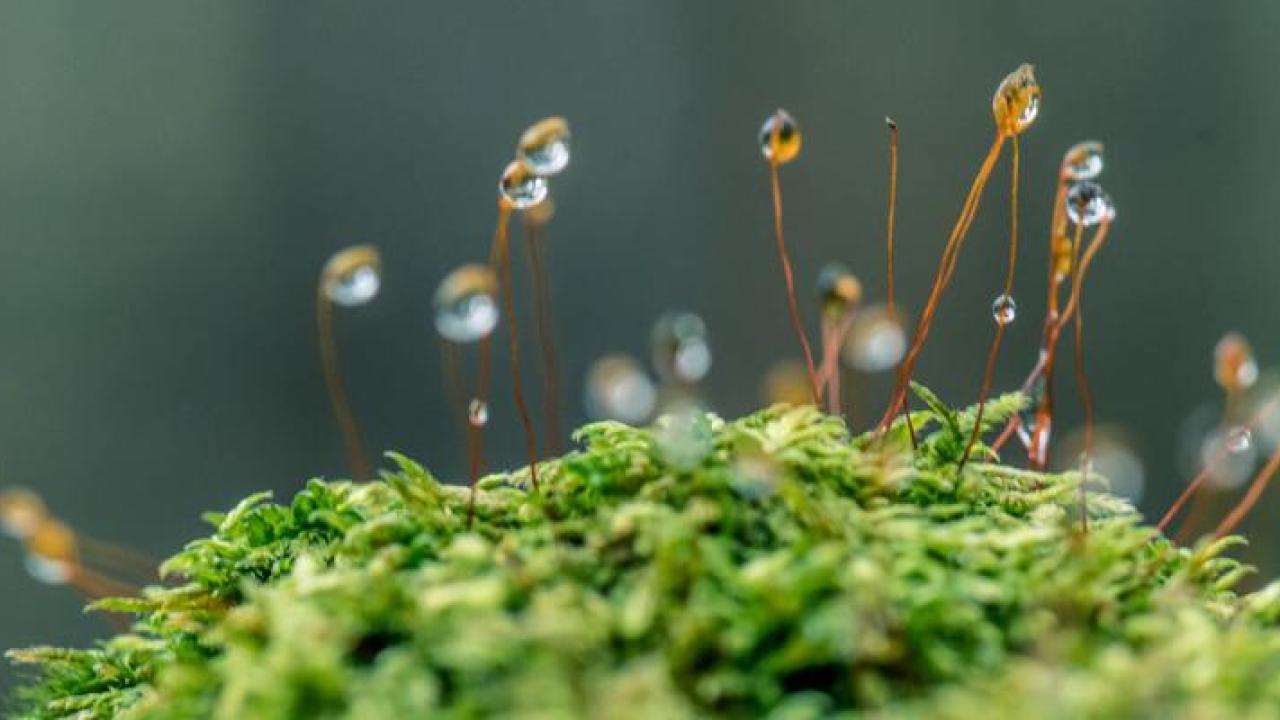 Close up of a tiny piece of moss with small sprouts covered in dew.