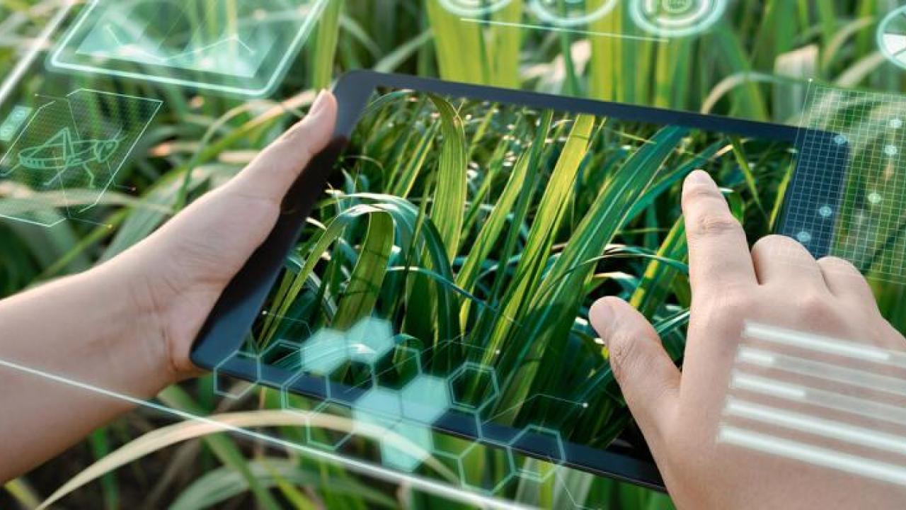 Two hands using a tablet device, dens green plants surrounding.