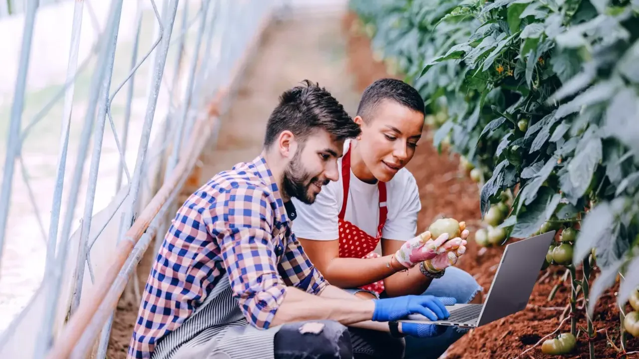 Two people harvesting potatoes in greenhouse