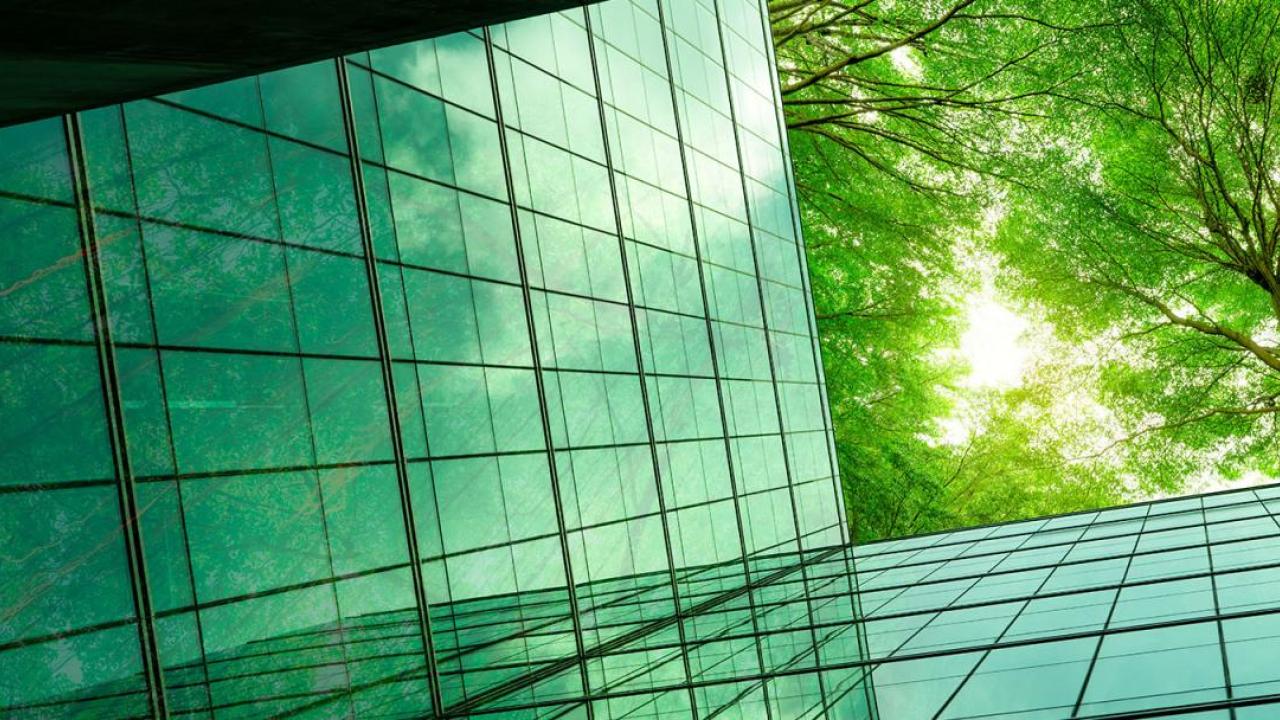 looking up at a tree canopy, surrounded by buildings.