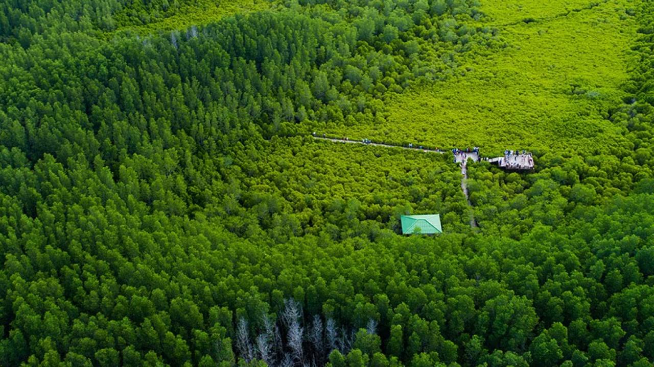 Birds-eye view of a forest