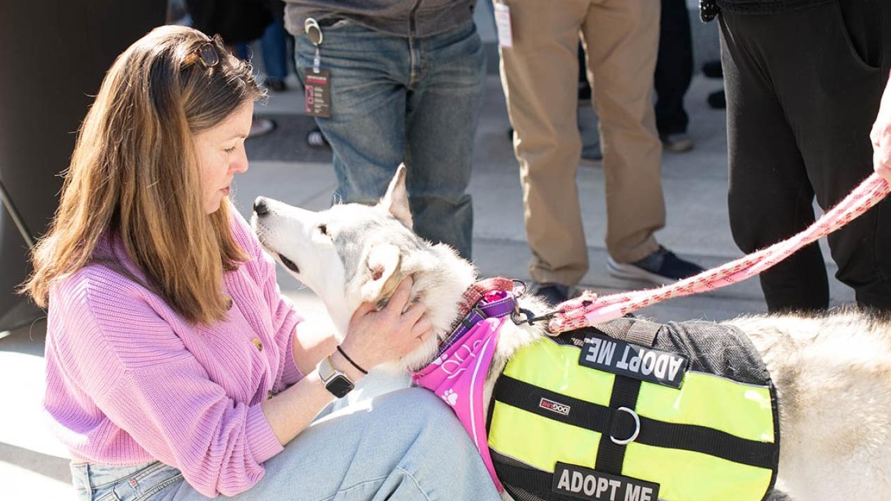 A person petting an adoptable dog