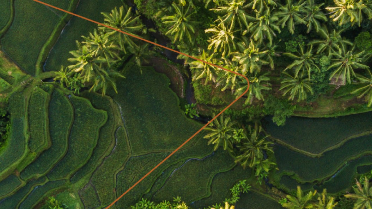 Aerial view of terraced fields of green crops and trees.