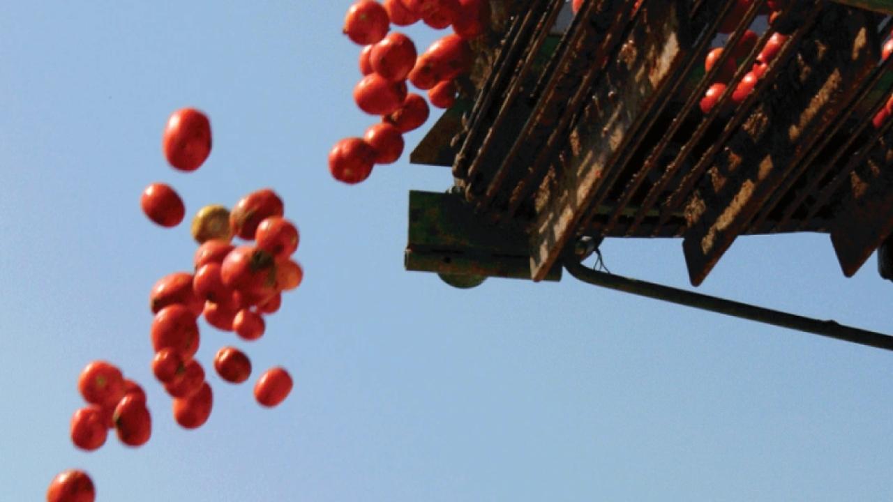 tomatoes fall off a conveyor belt