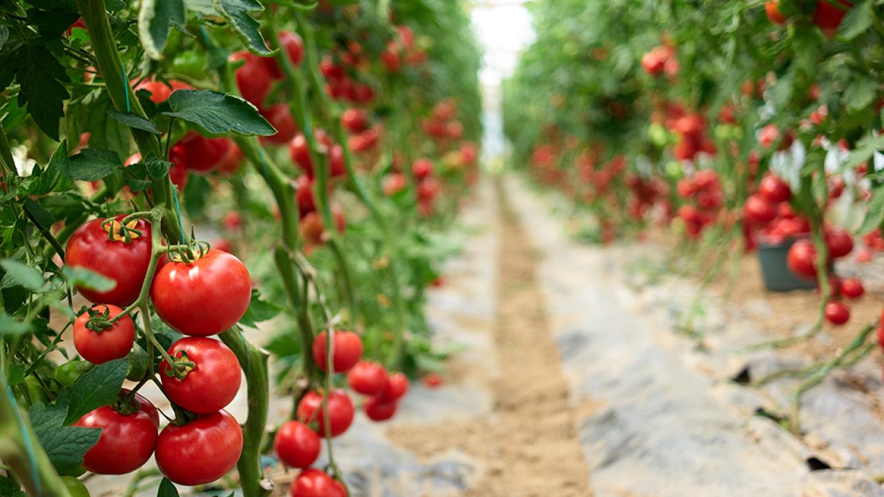Tomato plants