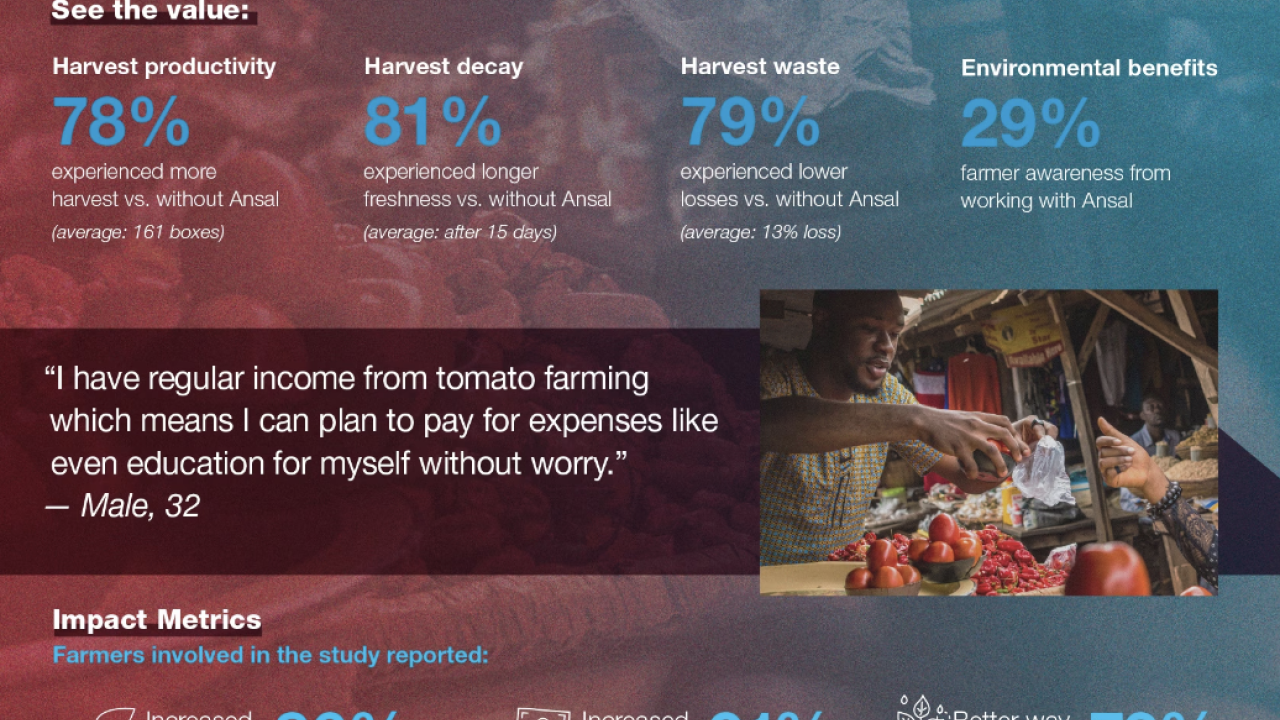 Infographic on Ansal Tomatoes Kenya 