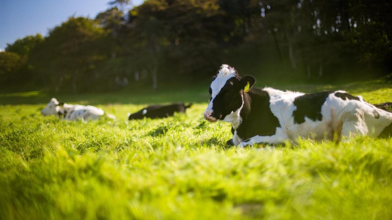Cows laying in a field