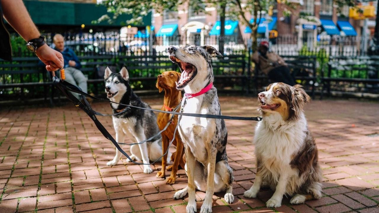 walking four dogs